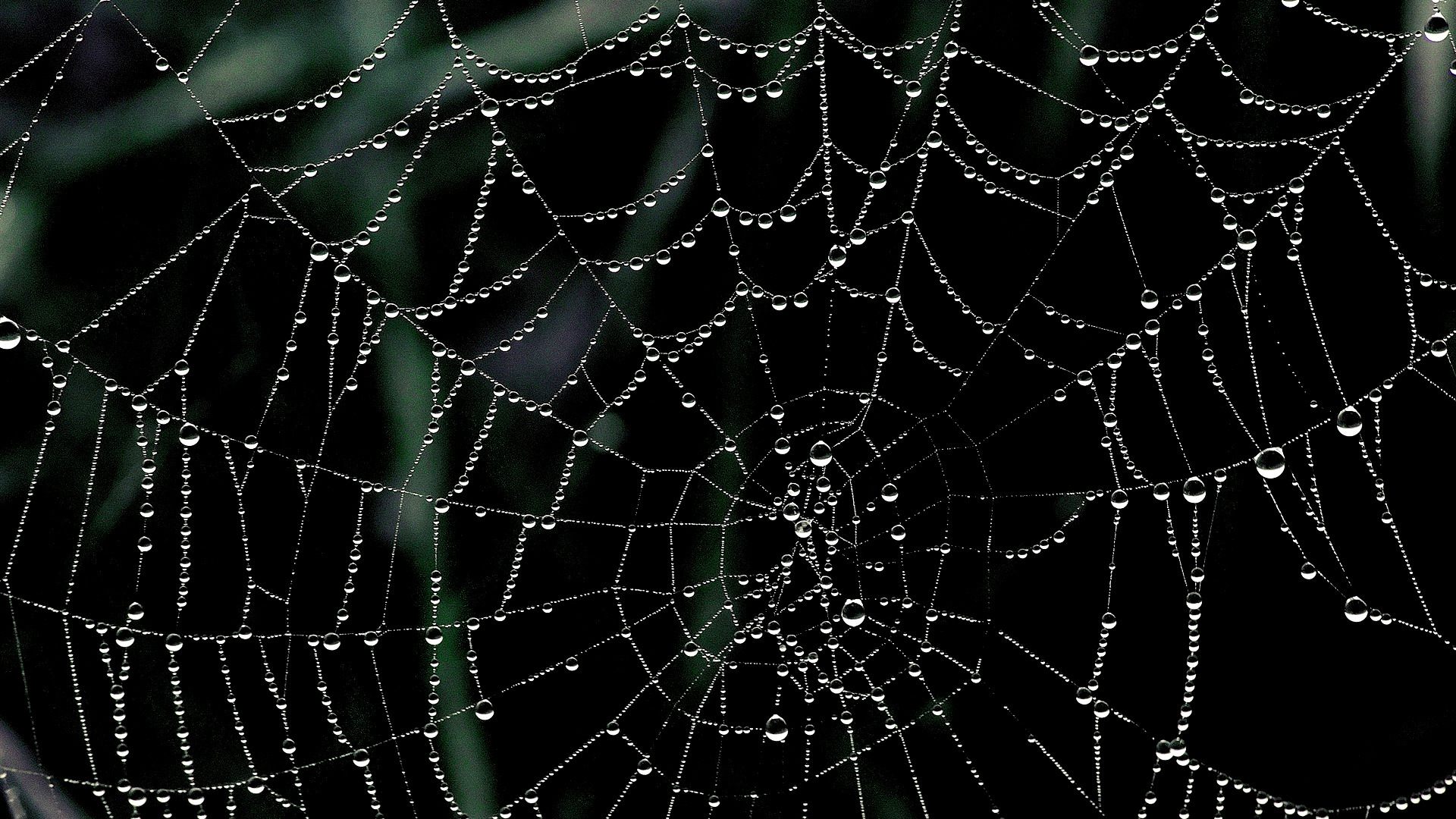 Spider's web